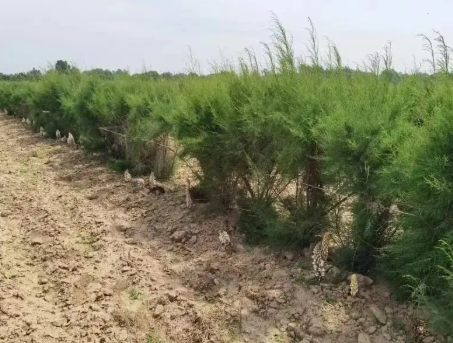 黃河三角洲耐鹽堿樹種種質資源圃項目順利通過